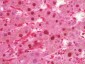 ULK3 Antibody (Internal)